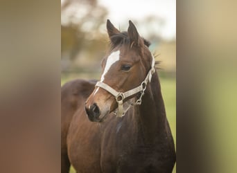 Trakehner, Jument, Poulain (05/2023), Bai cerise
