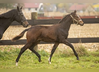 Trakehner, Jument, Poulain (05/2023), Bai cerise