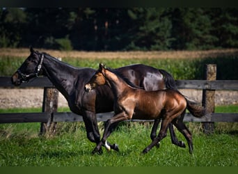 Trakehner, Jument, Poulain (05/2023), Bai cerise
