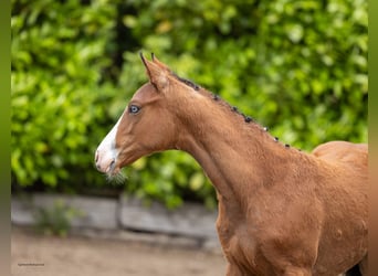 Trakehner, Jument, Poulain (03/2026), Bai