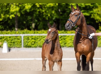 Trakehner, Jument, Poulain (03/2026), Bai