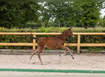 Trakehner, Jument, Poulain (03/2026), Bai