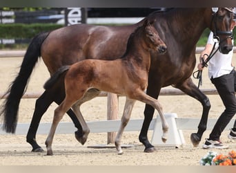 Trakehner, Jument, Poulain (05/2026), Bai
