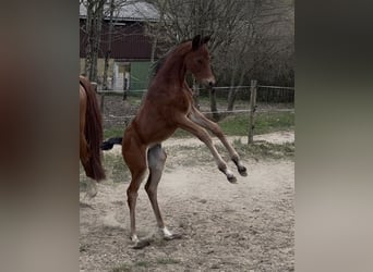 Trakehner, Jument, , Bai