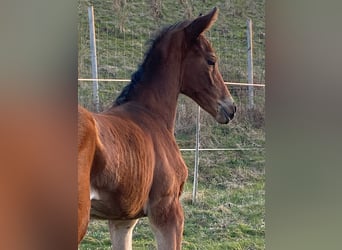 Trakehner, Jument, , Bai