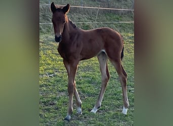 Trakehner, Jument, , Bai