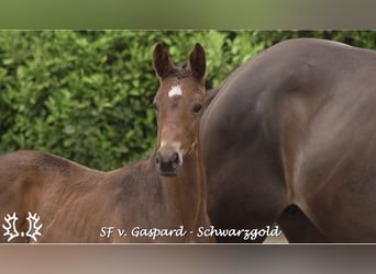 Trakehner, Jument, Poulain (01/2026)