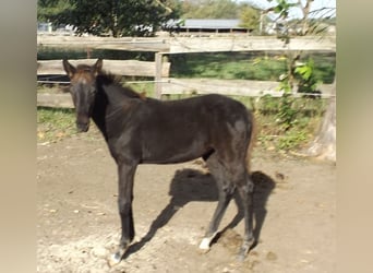 Trakehner, Jument, Poulain (06/2024), Noir