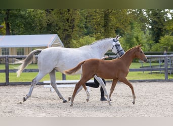 Trakehner, Jument, Poulain (04/2026), Peut devenir gris