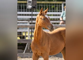 Trakehner, Jument, Poulain (04/2026), Peut devenir gris