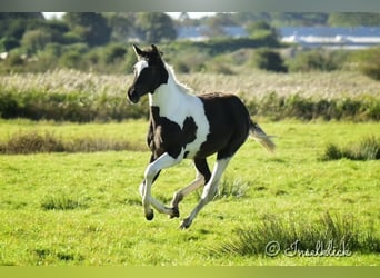 Trakehner, Jument, Poulain (03/2024), Pinto