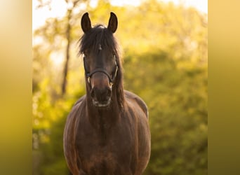 Trakehner Mix, Mare, 10 years, 15,1 hh, Brown