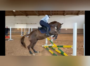 Trakehner, Mare, 10 years, 15,1 hh, Chestnut