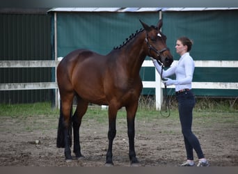 Trakehner, Mare, 10 years, 16.1 hh, Bay-Dark