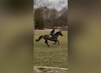 Trakehner, Mare, 10 years, 16.1 hh, Black