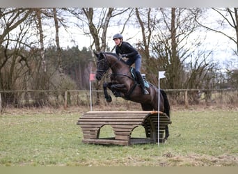 Trakehner, Mare, 10 years, 16.1 hh, Black