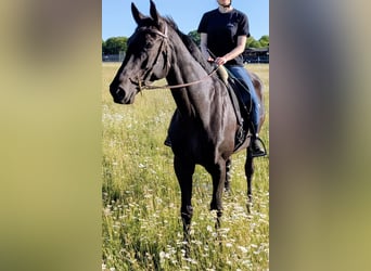 Trakehner, Mare, 10 years, 16.2 hh, Bay-Dark