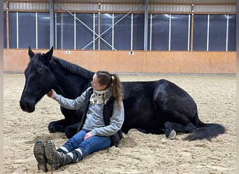 Trakehner, Mare, 10 years, 16.2 hh, Bay-Dark