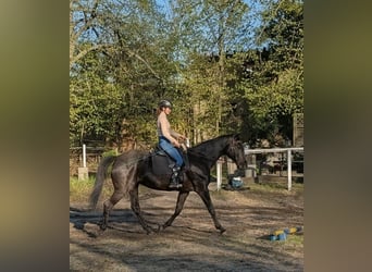 Trakehner, Mare, 10 years, 16.2 hh, Bay-Dark
