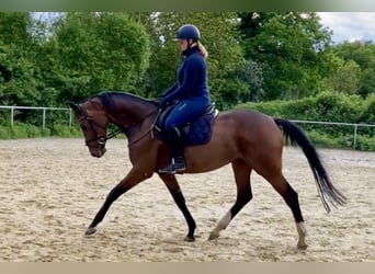 Trakehner, Mare, 10 years, 16.2 hh, Brown