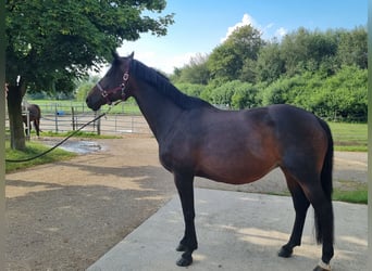 Trakehner, Mare, 10 years, 16.3 hh, Bay-Dark