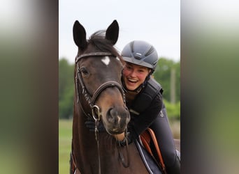 Trakehner, Mare, 10 years, 16.3 hh, Smoky-Black