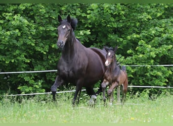 Trakehner, Mare, 10 years, 16.3 hh, Smoky-Black