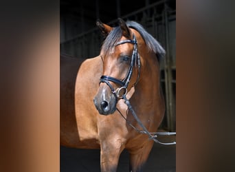 Trakehner, Mare, 10 years, 16 hh, Brown