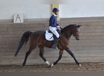 Trakehner, Mare, 10 years, 16 hh, Brown