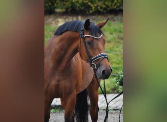 Trakehner, Mare, 10 years, 16 hh, Brown