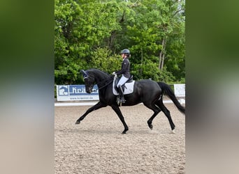 Trakehner, Mare, 10 years, 17 hh, Black