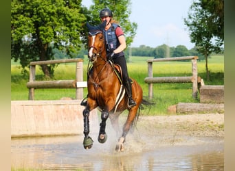 Trakehner, Mare, 10 years, 17,2 hh, Brown
