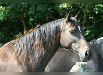 Trakehner, Mare, 10 years, Bay-Dark