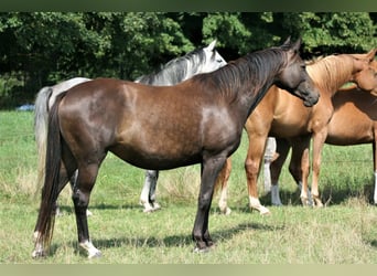 Trakehner, Mare, 10 years, Bay-Dark