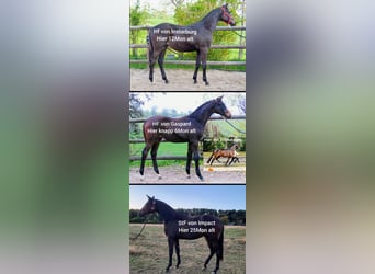 Trakehner, Mare, 10 years, Bay-Dark