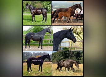 Trakehner, Mare, 10 years, Bay-Dark