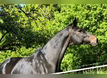 Trakehner, Mare, 10 years, Bay-Dark