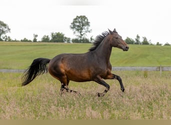 Trakehner, Mare, 10 years, Brown