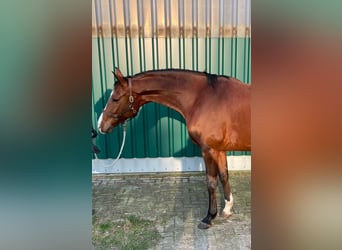 Trakehner, Mare, 11 years, 16 hh, Brown
