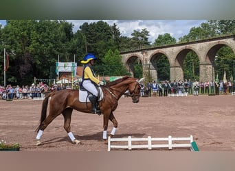 Trakehner, Mare, 11 years, 16 hh, Chestnut-Red