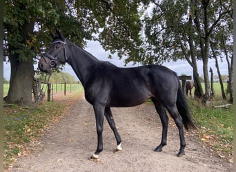 Trakehner, Mare, 11 years, Smoky-Black