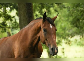 Trakehner, Mare, 12 years, 15.1 hh, Brown