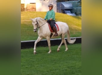 Trakehner, Stute, 12 Jahre, 16,1 hh, Schimmel