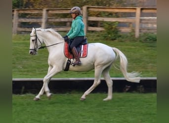 Trakehner, Stute, 12 Jahre, 16,1 hh, Schimmel