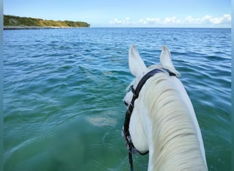 Trakehner, Mare, 12 years, 16.1 hh, Gray