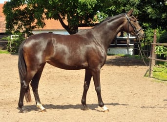 Trakehner, Mare, 12 years, 16.2 hh, Brown