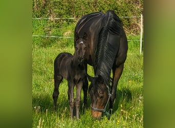 Trakehner, Mare, 12 years, 16.2 hh, Smoky-Black Trakehner, Mare, 12 years, 16.2 hh, Smoky-Black