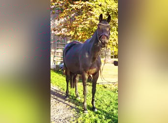 Trakehner, Mare, 12 years, 16.2 hh, Smoky-Black