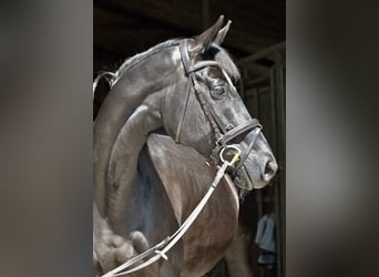 Trakehner, Mare, 12 years, 16,1 hh, Black