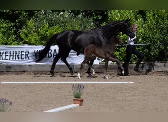 Trakehner, Mare, 12 years, 16,2 hh, Black